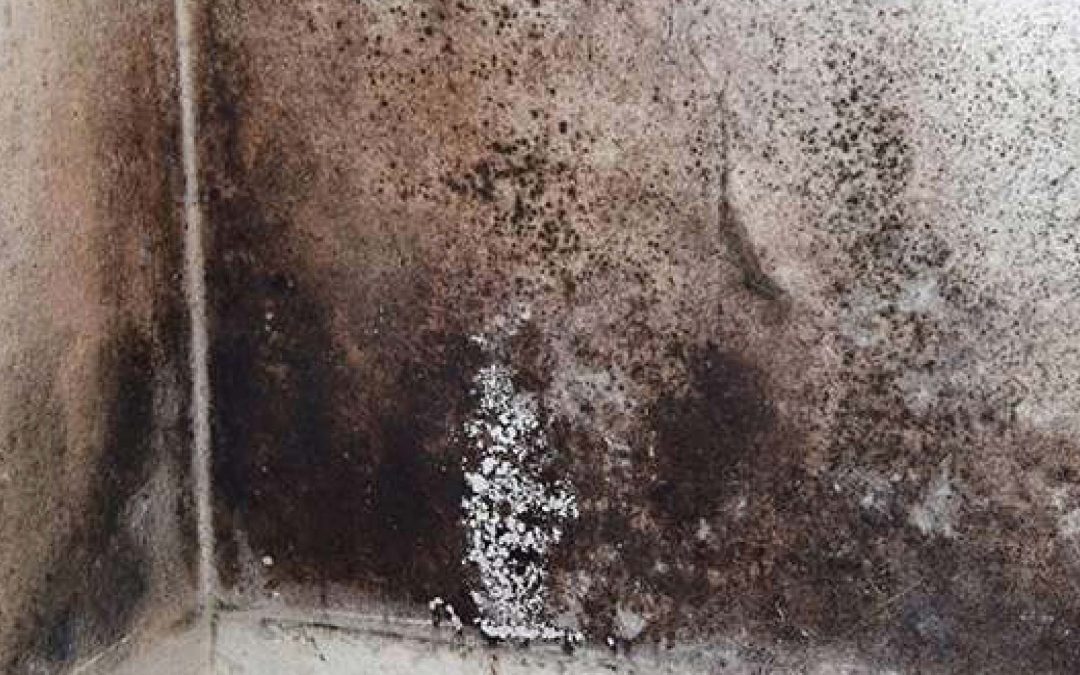 How to Know If Mold Is Making Its Way into Your Home